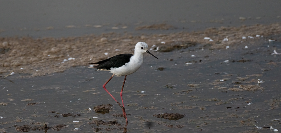 Black-Winged Stilt